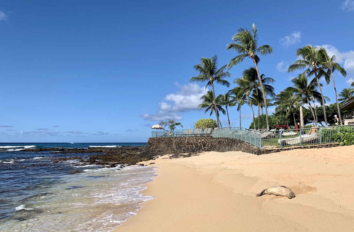 hawaian seal poipu beach hawaii