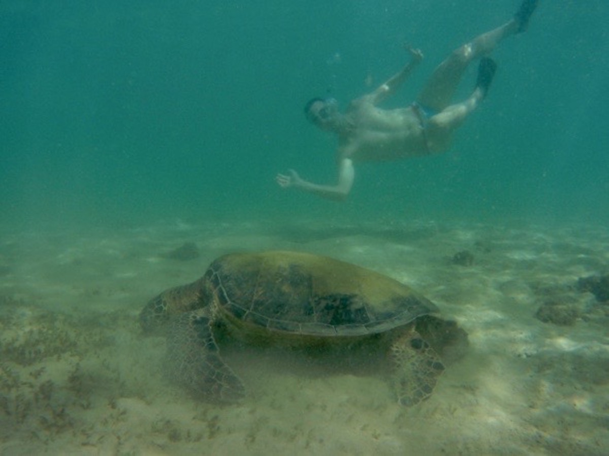 green turtle hawaii kona