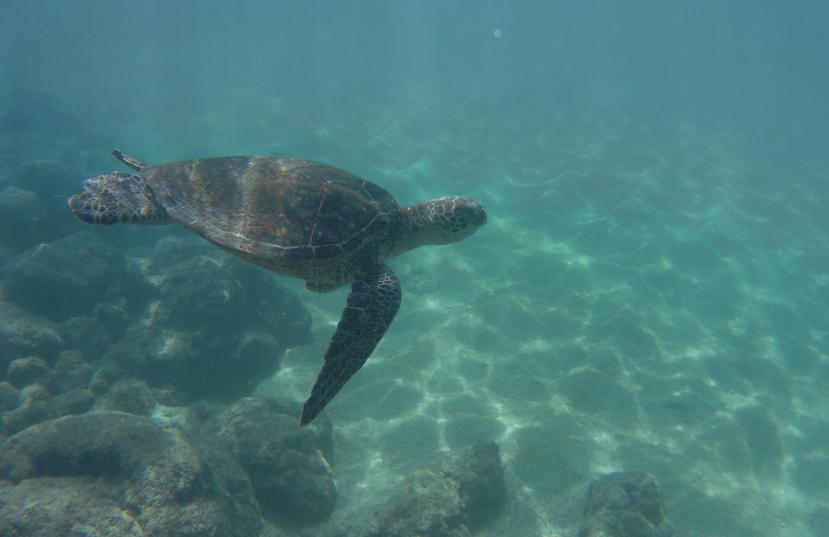 green turtle kauai hawaii